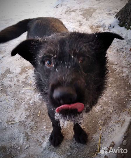 Сладкий одноглазик