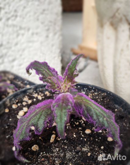 Гинура - Синяя птица