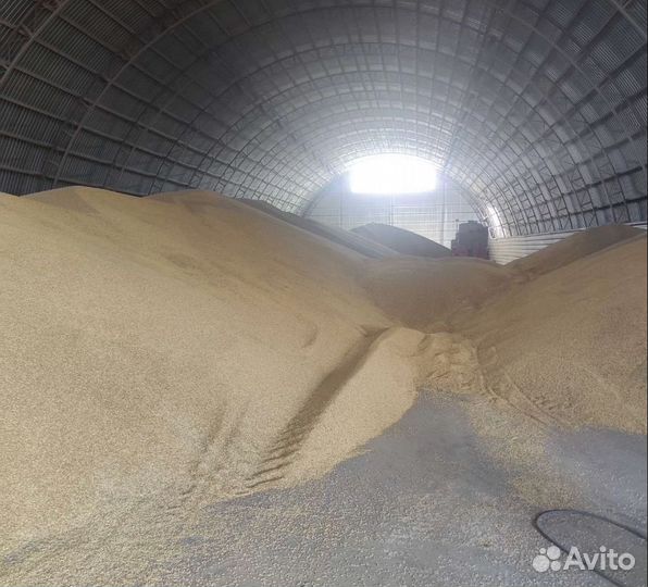 Ячмень яровой, Сахарная свёкла на корм