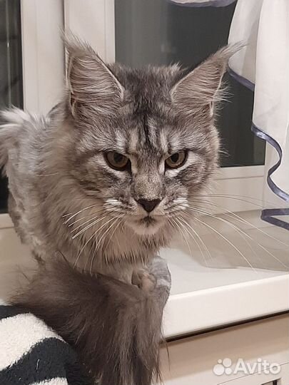 Кошка мейкун