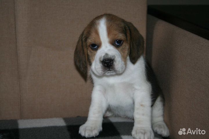 Щенки бигль