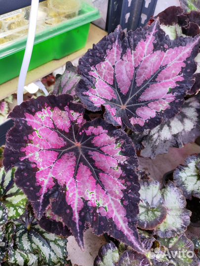 Бегония декоративно лиственная 200сортов, на срез