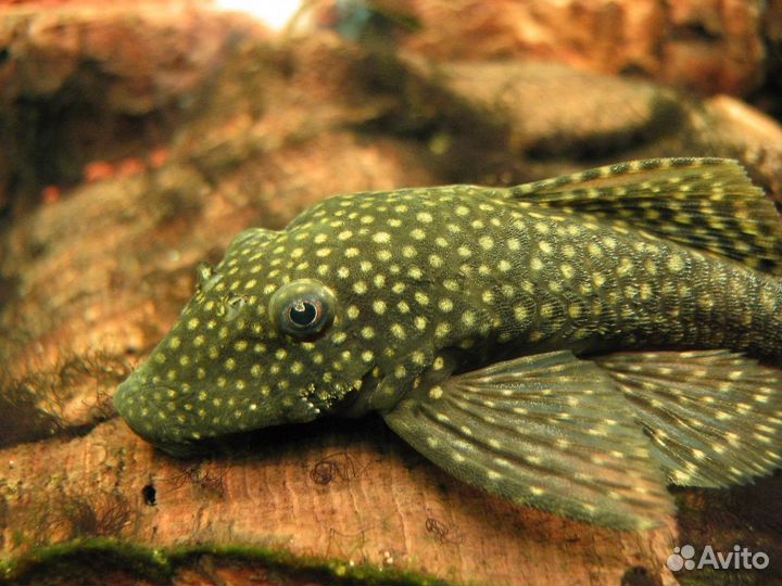 Сом Коридорас. Анциструс. Торакатум.Корм для рыб