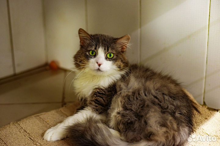 Зеленоглазый кот в добрые руки