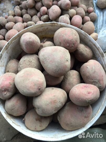 Картофель домашний