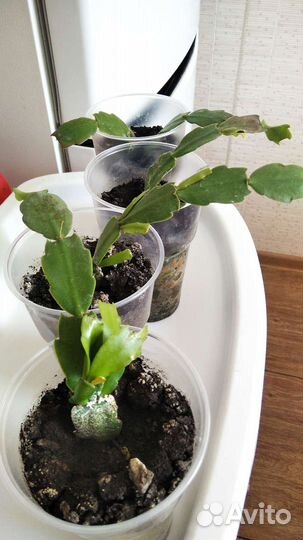 Декабрист белый