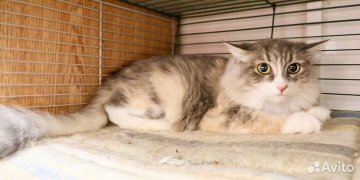 Жасмин - меховая красотка в дар