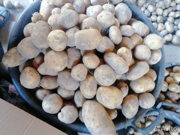 Продам картофель оптом