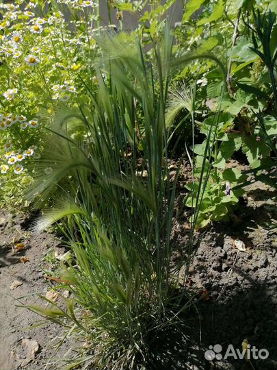Декоративные злаки