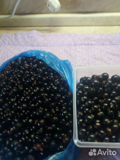 Черная смородина