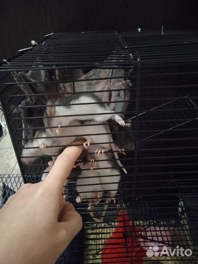 Крысята дамбо