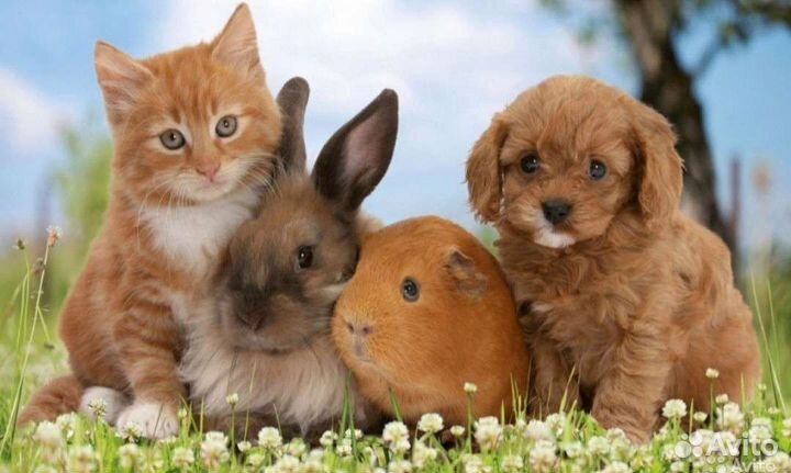 Предержка домашних животных