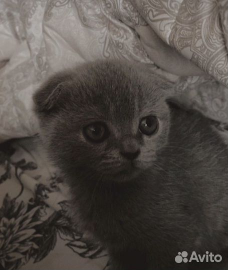 Шотландская вислоухая