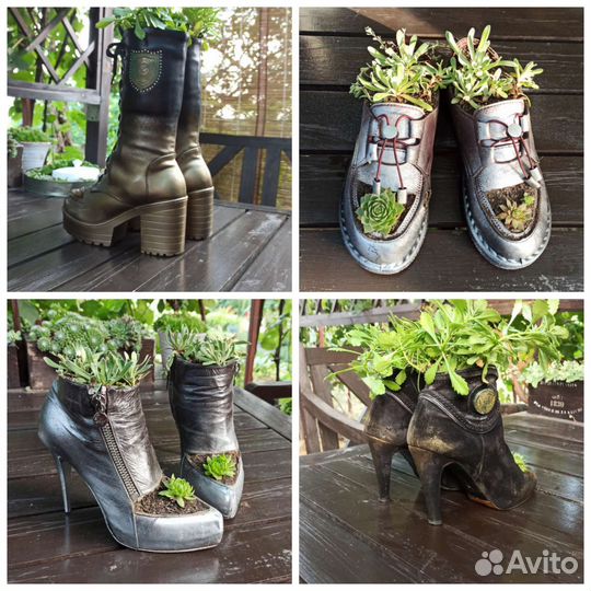 Многолетние цветы. Суккуленты, молодило. Для сада