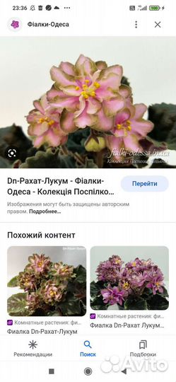 Фиалки