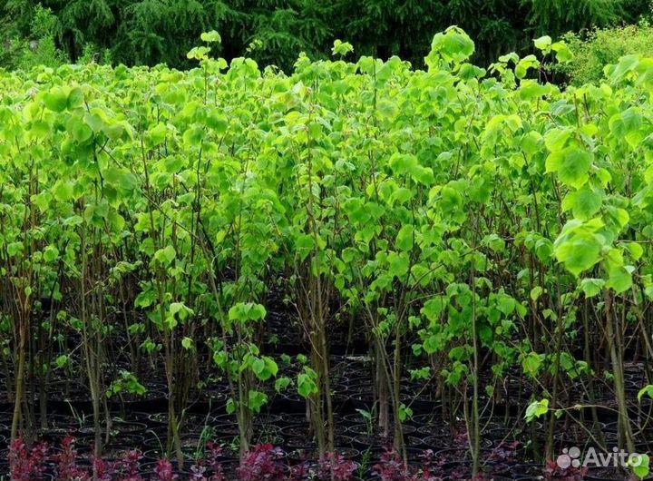 Саженцы Липа мелколистная из питомника