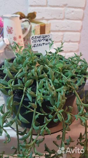 Сенецио перигрин, Дельфинчики