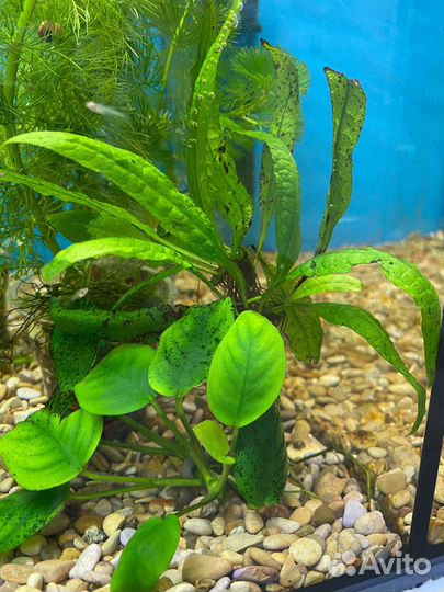 Живые растения для аквариума