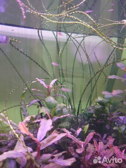 Растения для аквариума (анубиас, буцки тд)