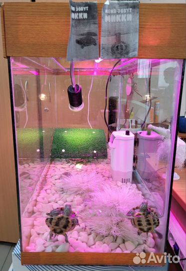 Красноухая черепаха