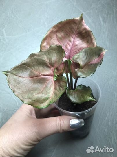 Ароидные растения