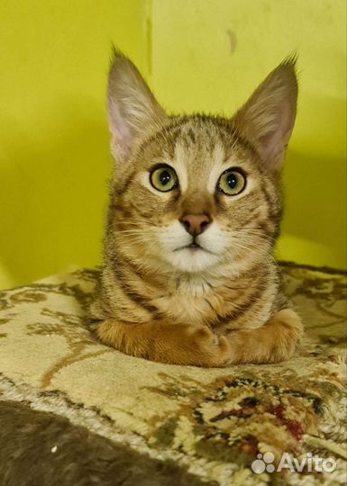 Кошка чаузи ф1