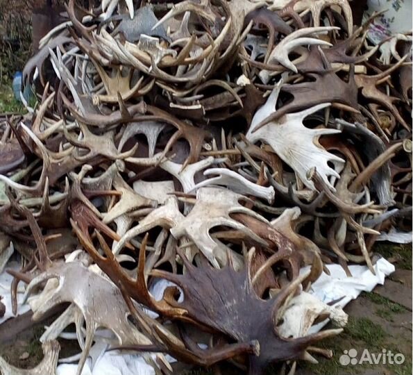 Рога оленя лося утилизация