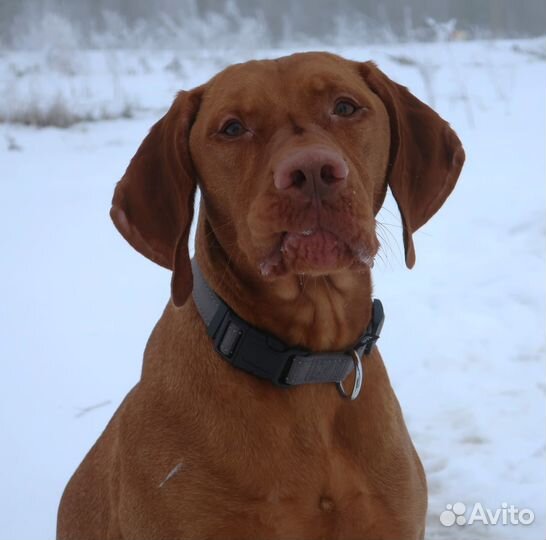 Щенки венгерской выжлы (легавая)