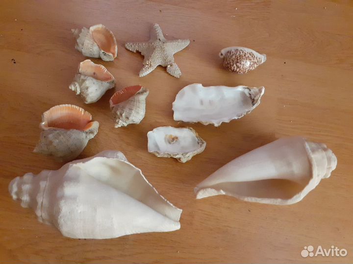 Морские раковины 20-22см, ракушки, морская звезда