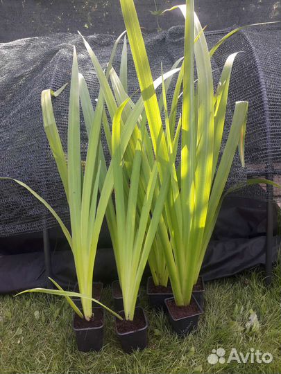 Ирис болотный жёлтый