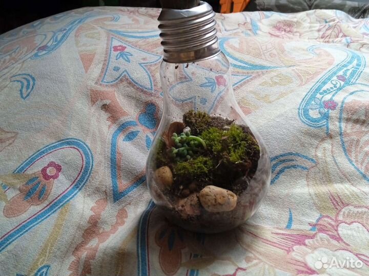 Вечный терариум