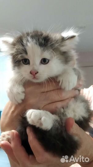 Котята Бездомные в Добрые Руки