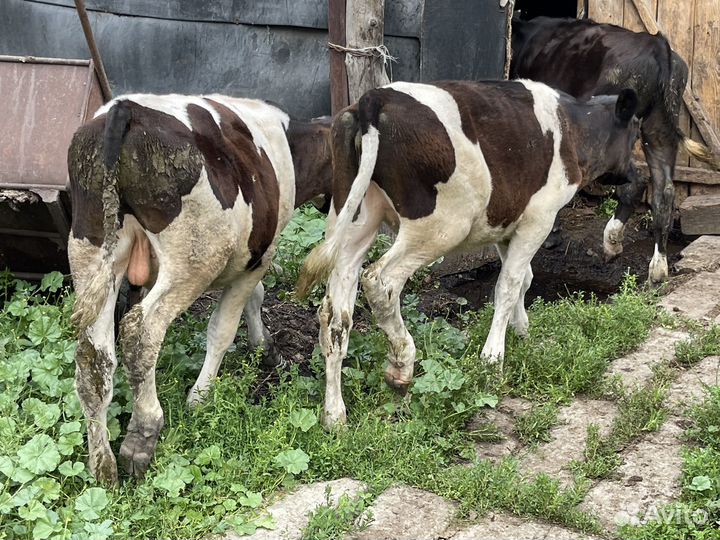 Продам телят