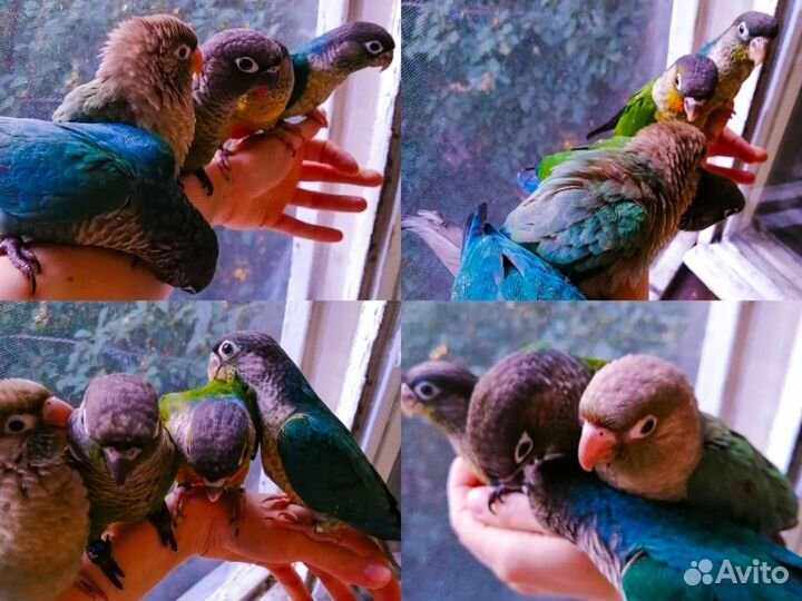 Пиррура попугай выкормыши, принцесса, барабантовый