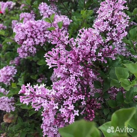 Сирень Мейера палибин