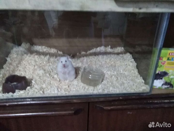 Хомячки с клеткой