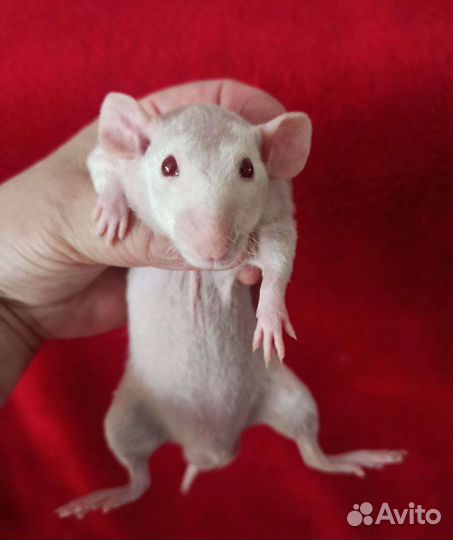 Крыса дамбо сфинкс