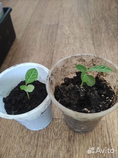 Комнатные цветы