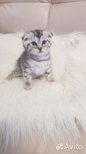 Шотландские вислоухие котята