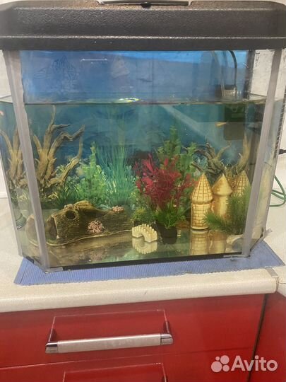 Аквариум