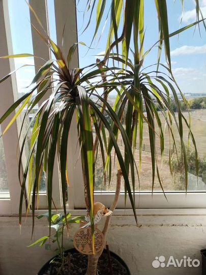 Пальма драцена