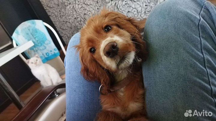 Собака в добрые руки