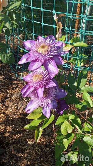 Клематис Мульти Блю