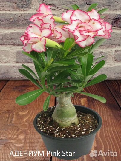 Адениумы, семена