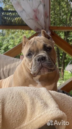 Девочка Американского булли