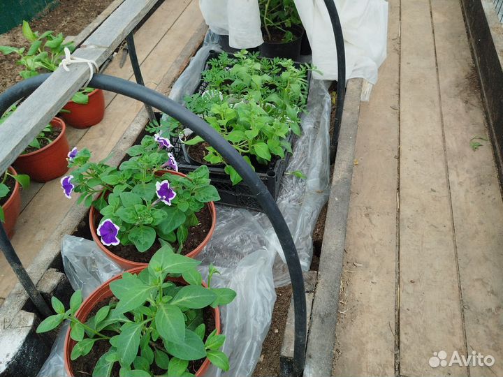 Рассада однолетних цветов