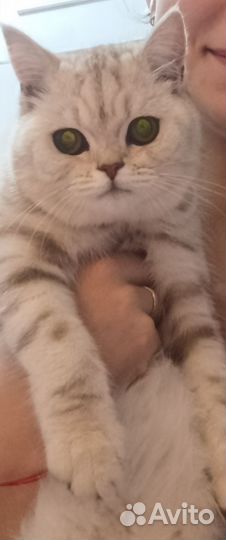 Продам котёнка, 7 месяцев