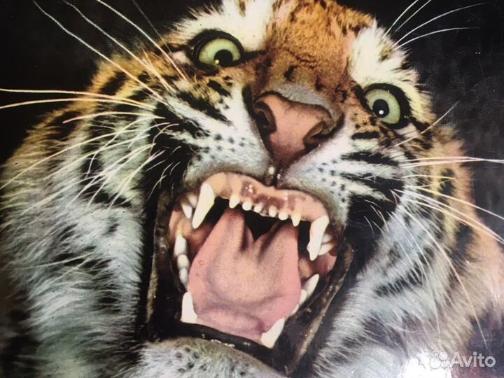 Артия Энциклопедия птиц, животных СССР