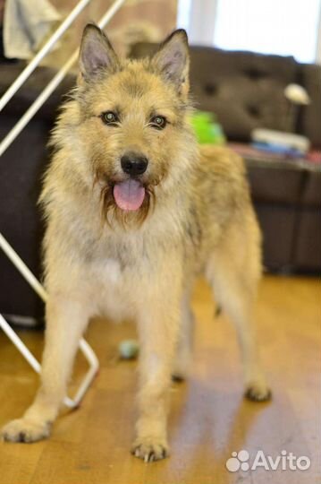 Обаятельный бородатик ищет дом