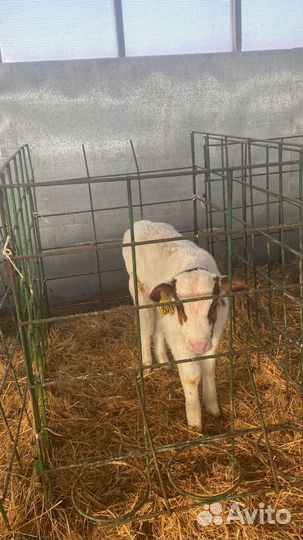 Бычки сименталы